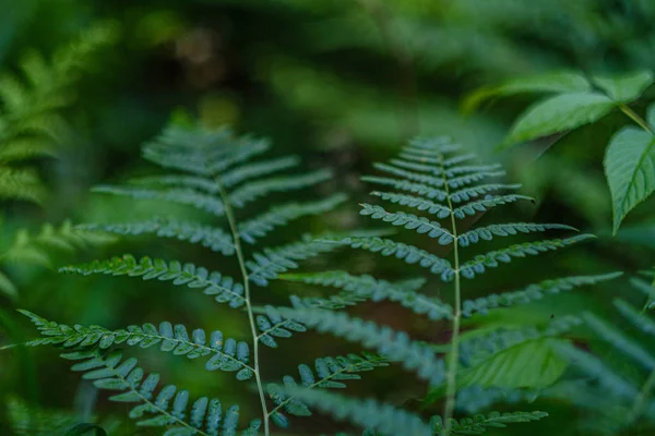 Folhas de samambaia verde fresco no fundo verde na floresta — Fotografia de Stock