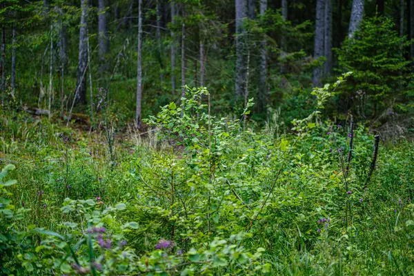 Summer forest lush with green folaige vegetation, tree branches — Stock Photo, Image