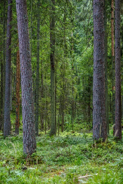 Літній ліс пишний з зеленою флористикою, гілками дерев — стокове фото