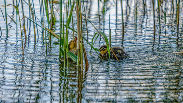 Entenmutter mit kleinen Entchen schwimmt im Flusswasser — Stockfoto