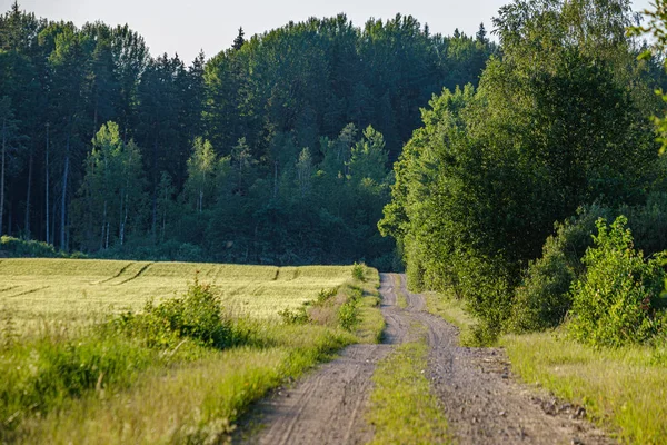 Romantic gravel dirt road in countryside in summer green evening — Stock Photo, Image