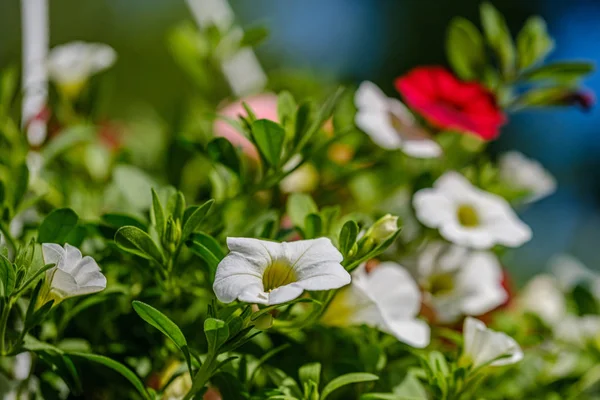 Красочные летние цветочки на зеленом фоне размытия — стоковое фото