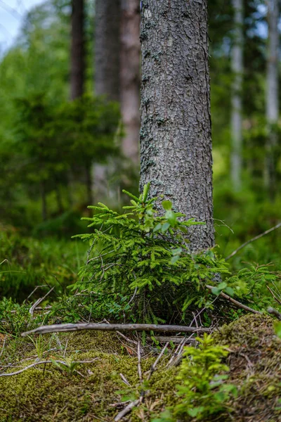 Forêt d'été luxuriante avec végétation folaige verte, branches d'arbres — Photo