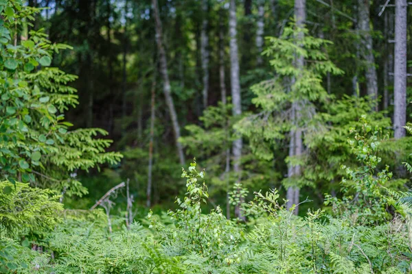 Lato Las bujny z zielonej folaige roślinności, gałęzie drzew — Zdjęcie stockowe