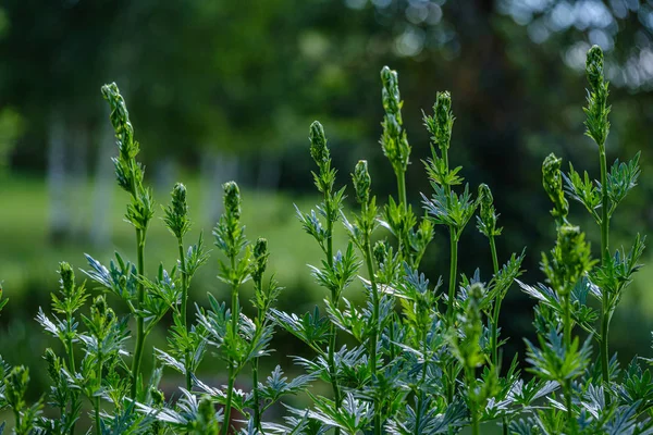 Zelený listoví vegetace abstraktní textura z listů a rostlin — Stock fotografie