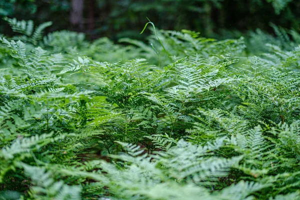 森林中绿色背景上的新鲜绿色植物叶 — 图库照片