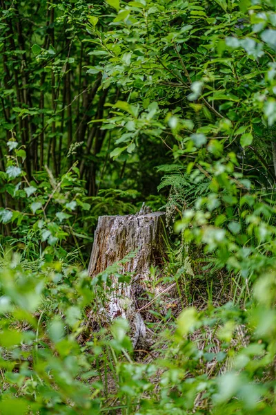 緑のフォライジ植生、木の枝と夏の森の緑豊か — ストック写真