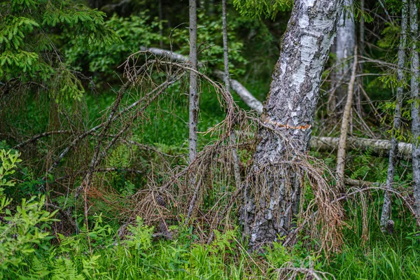 Foresta estiva lussureggiante con vegetazione verde folaige, rami d'albero — Foto Stock