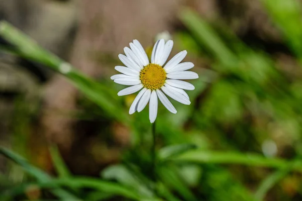 Verão colorido pequenas flores no fundo borrão verde — Fotografia de Stock