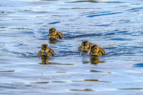 Pato mãe com pequenos patinhos nadando na água do lago do rio ser — Fotografia de Stock