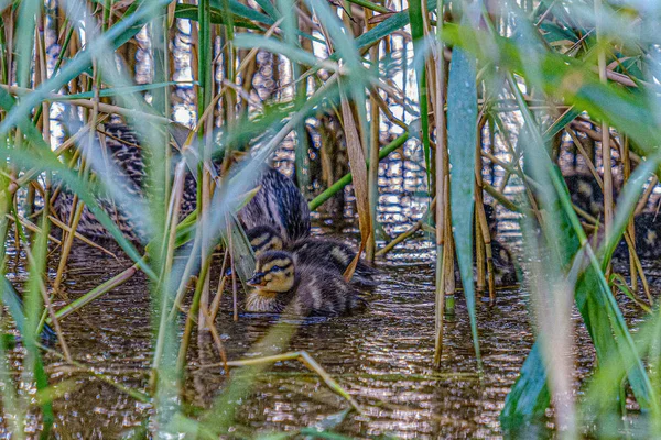 Pato madre con patitos pequeños nadando en el agua del lago del río ser — Foto de Stock