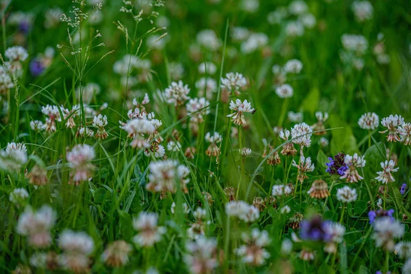 Verão colorido pequenas flores no fundo borrão verde — Fotografia de Stock