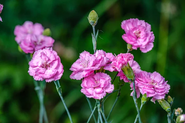 Colorato estate piccoli fiori su sfondo verde sfocatura — Foto Stock