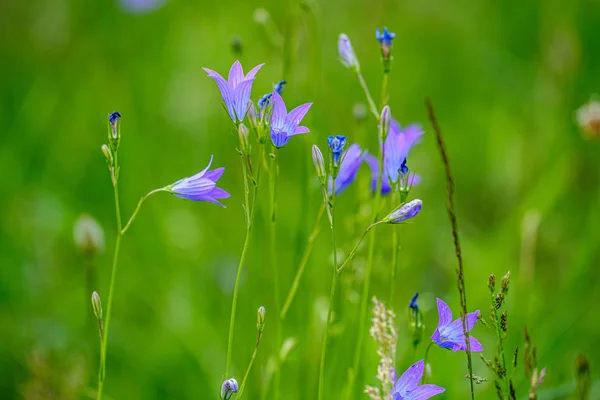 緑のぼかしの背景にカラフルな夏の小さな花 — ストック写真