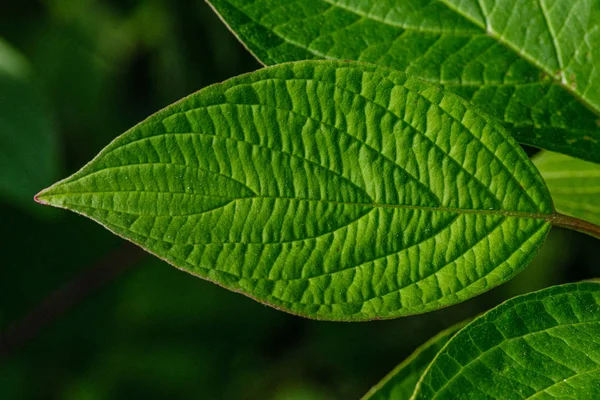 Grüne Blätter auf verschwommenem Hintergrund. Vegetation Laub abstrakt — Stockfoto