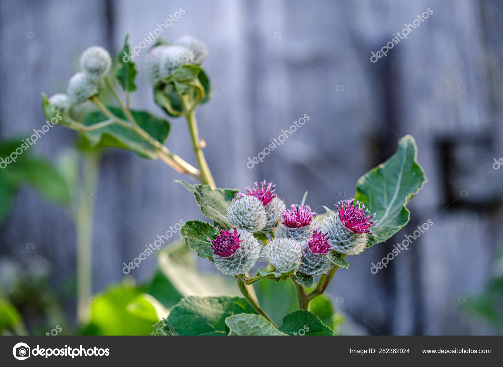 牛蒡花图库照片 免版税牛蒡花图片 Depositphotos 牛蒡花图库照片 免版税牛蒡花图片 Depositphotos