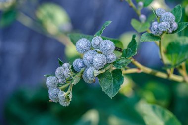 yaz doğa çiçeklenme taze burdock Arctium lappa
