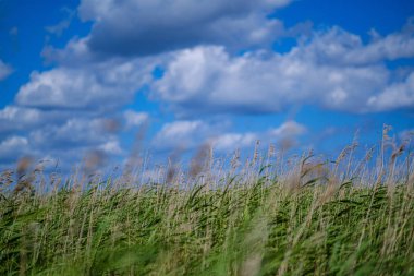 bulanıklık arka planda yeşil yapraklar. bitki örtüsü soyut