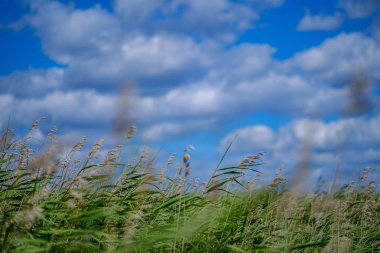 bulanıklık arka planda yeşil yapraklar. bitki örtüsü soyut
