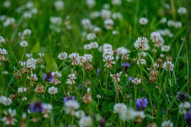 yeşil bulanıklık arka plan üzerinde renkli yaz küçük çiçekler