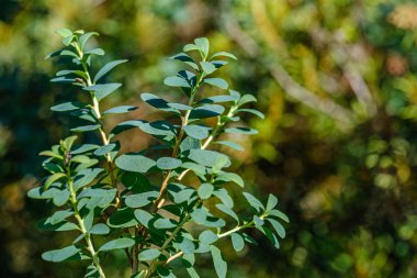 bulanıklık arka planda yeşil yapraklar. bitki örtüsü soyut
