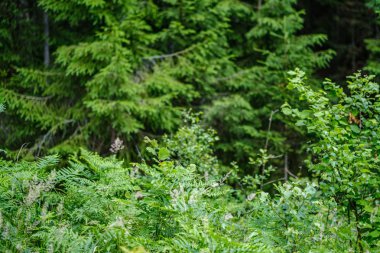 yeşil folaige bitki örtüsü ile yemyeşil yaz ormanı, ağaç dalları 