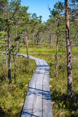 yeşil yaprak sourroundings ahşap kalas footh yolu boardwalk