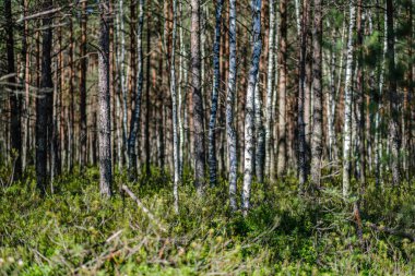 yaz aylarında ormanda koyu yeşil bulanıklık arka plan üzerinde ağaç gövdeleri