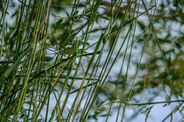 yaprak ve bitkilerden yeşil yaprak bitki örtüsü soyut doku