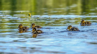 nehir gölü suda yüzen küçük ördek yavrusu ile anne ördek olmak
