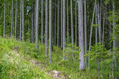 yaz aylarında ormanda koyu yeşil bulanıklık arka plan üzerinde ağaç gövdeleri