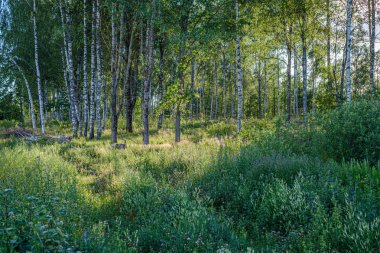 yeşil folaige bitki örtüsü ile yemyeşil yaz ormanı, ağaç dalları 