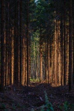 güneş parlayan çam ve ladin ağacının karanlık korkutucu orman th