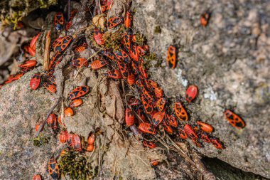 yaz aylarında kayalarda yuvalama küçük kırmızı beatles. Pyrrhocoris ap