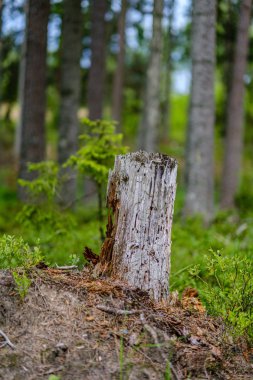yeşil folaige bitki örtüsü ile yemyeşil yaz ormanı, ağaç dalları 