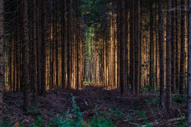 güneş parlayan çam ve ladin ağacının karanlık korkutucu orman th