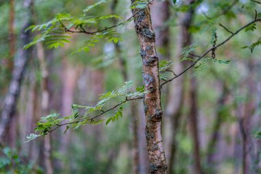 yaz aylarında ormanda koyu yeşil bulanıklık arka plan üzerinde ağaç gövdeleri