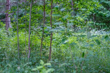 yeşil folaige bitki örtüsü ile yemyeşil yaz ormanı, ağaç dalları 