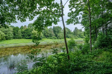 yeşil folaige bitki örtüsü ile yemyeşil yaz ormanı, ağaç dalları 