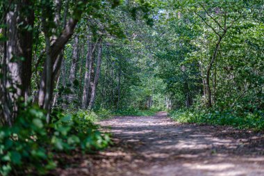yaz yeşil akşam kırsal romantik çakıl kir yol