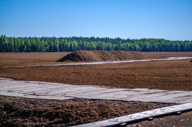 yeşil yaprak sourroundings ahşap kalas footh yolu boardwalk