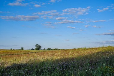 kırsal kesimde hasat için hazır mahsul sonsuz alanlar