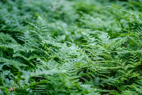 Зеленые листья папоротника на зеленом фоне в лесу — стоковое фото