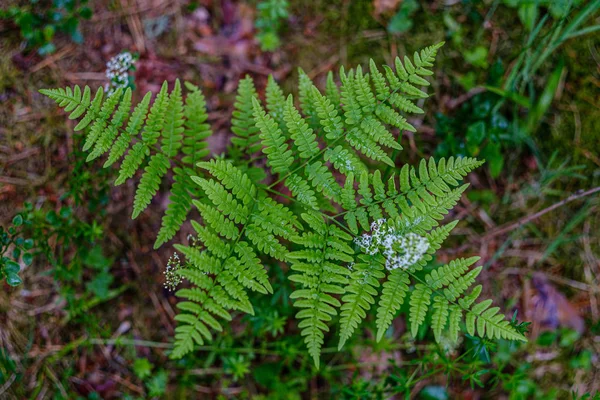 Hojas de helecho verde fresco sobre fondo verde en el bosque —  Fotos de Stock