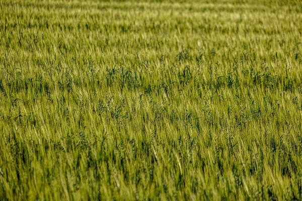 Eindeloze velden van gewas klaar voor oogst op het platteland — Stockfoto