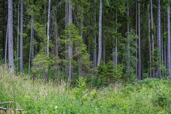 Troncs d'arbres sur fond de flou vert foncé en forêt en été — Photo