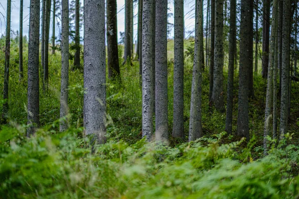 Fa fatörzsek a sötétzöld elmosódott háttér erdő nyáron — Stock Fotó