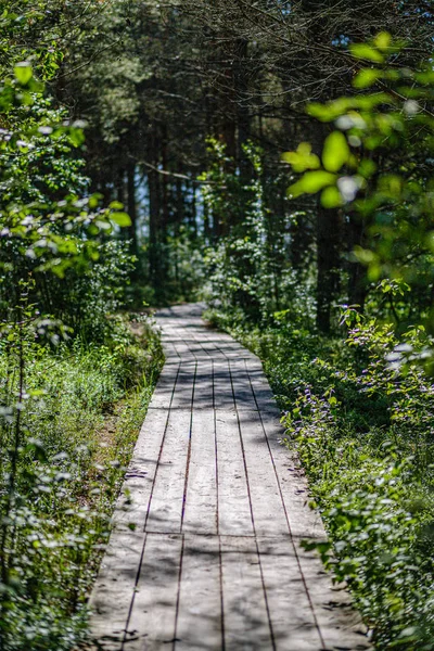 Camino de pie de tabla de madera paseo marítimo en el entorno de follaje verde — Foto de Stock