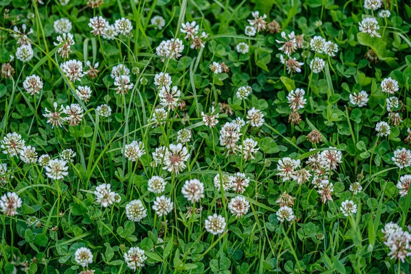 Bunte Sommerblumen auf grünem Hintergrund — Stockfoto