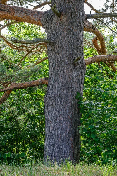 Troncos de árvore em um fundo de borrão verde escuro na floresta no verão — Fotografia de Stock